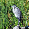 Heron